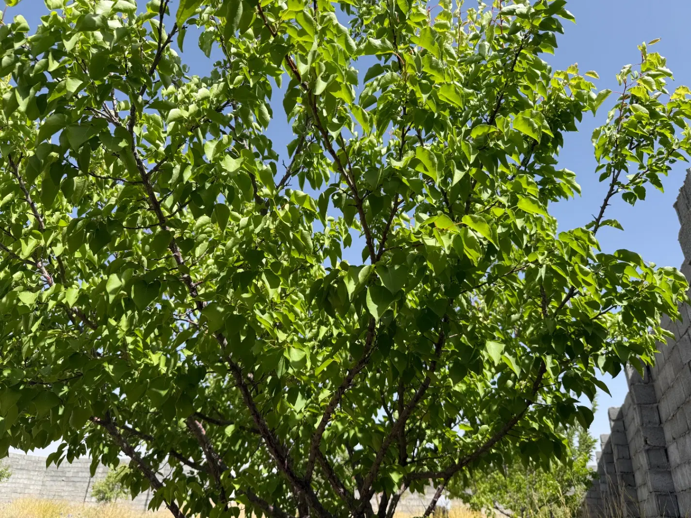 ده قاضی