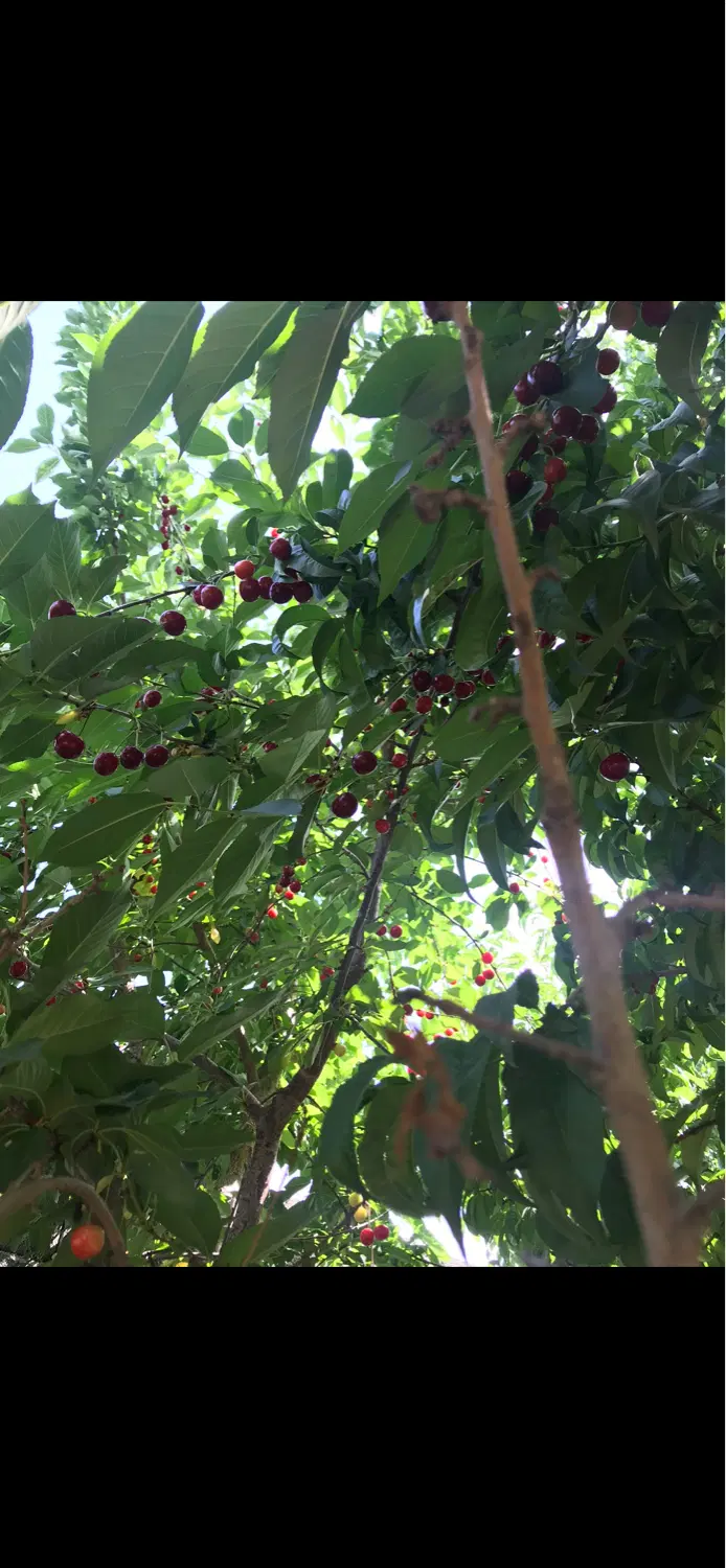 باغچه باغستان شهریار