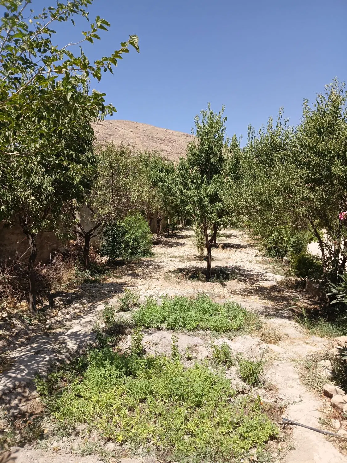 باغ فروشی