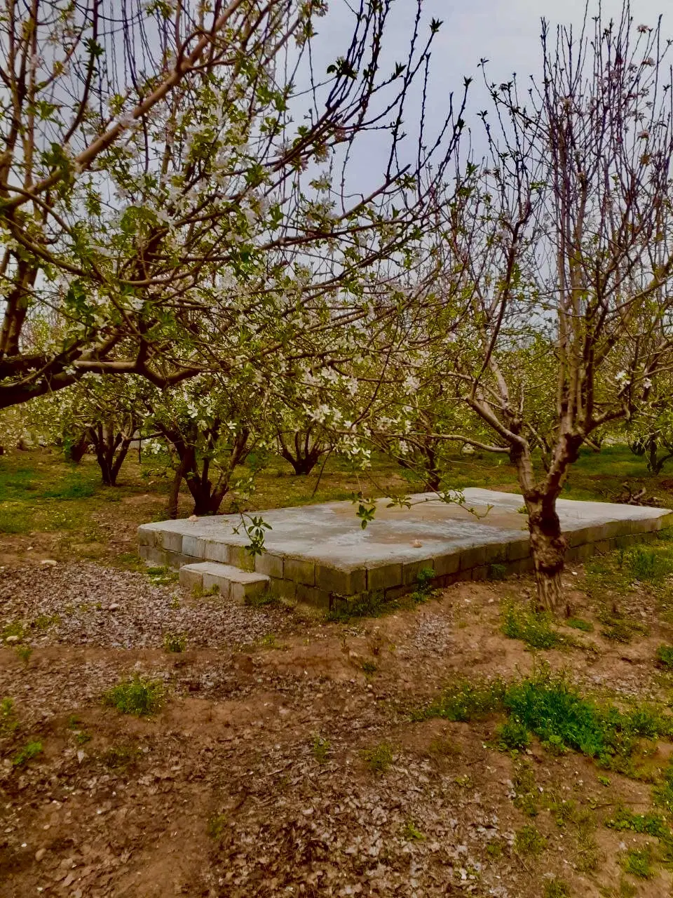 فروش ۲۰۰۰ متر باغ سالی بزرگ - خرم آباد