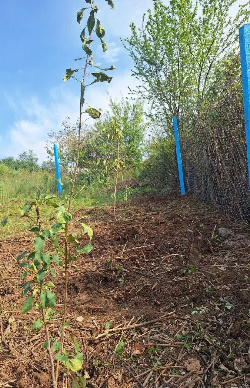 باغچه در جای دنج و سرسبزِ خوش آب و هوا