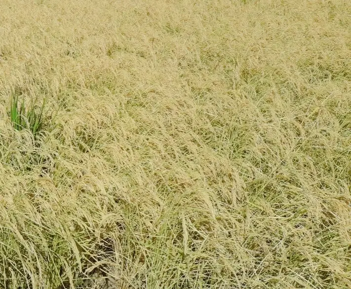 کشاورزی آبی