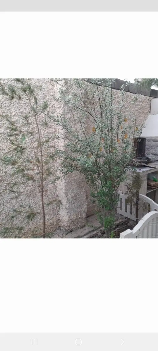 باغ ۳۶۰متری