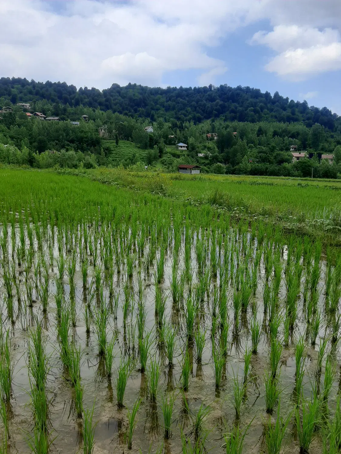 زمین کشاورزی سنتی ۳۰۰۰متری بدونه مشکل آب