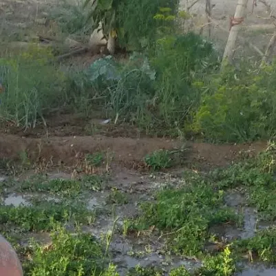 دوهزار متر زمین باغی گاراژ گاوداری