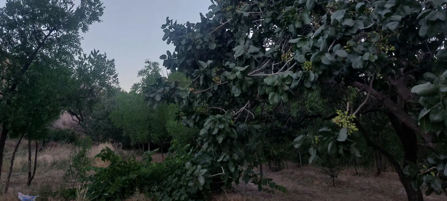 ملک کلنگی
