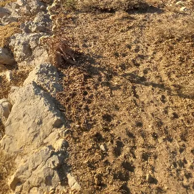 معاوضه گوسفند با زمین