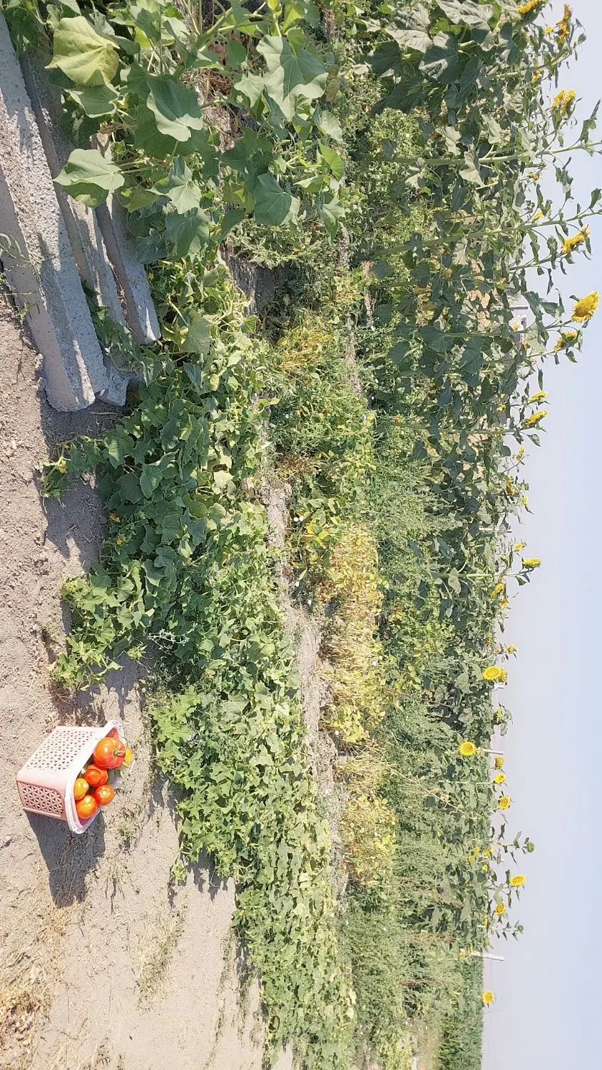 زمین ۵۰۰ متری با آب و برق