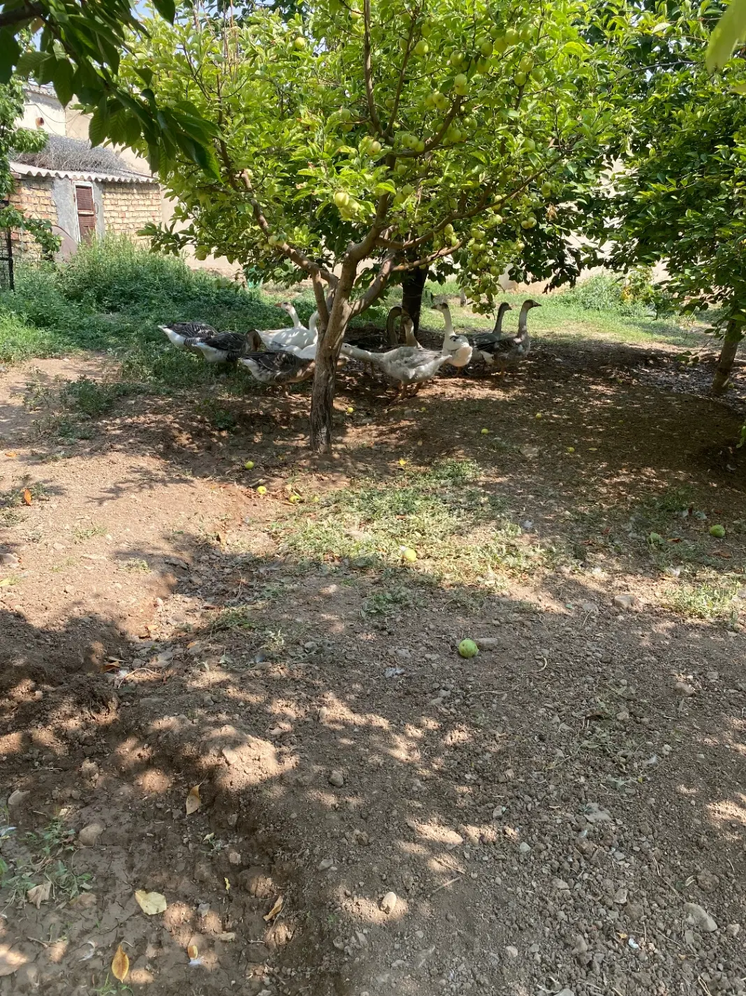 فروش باغ