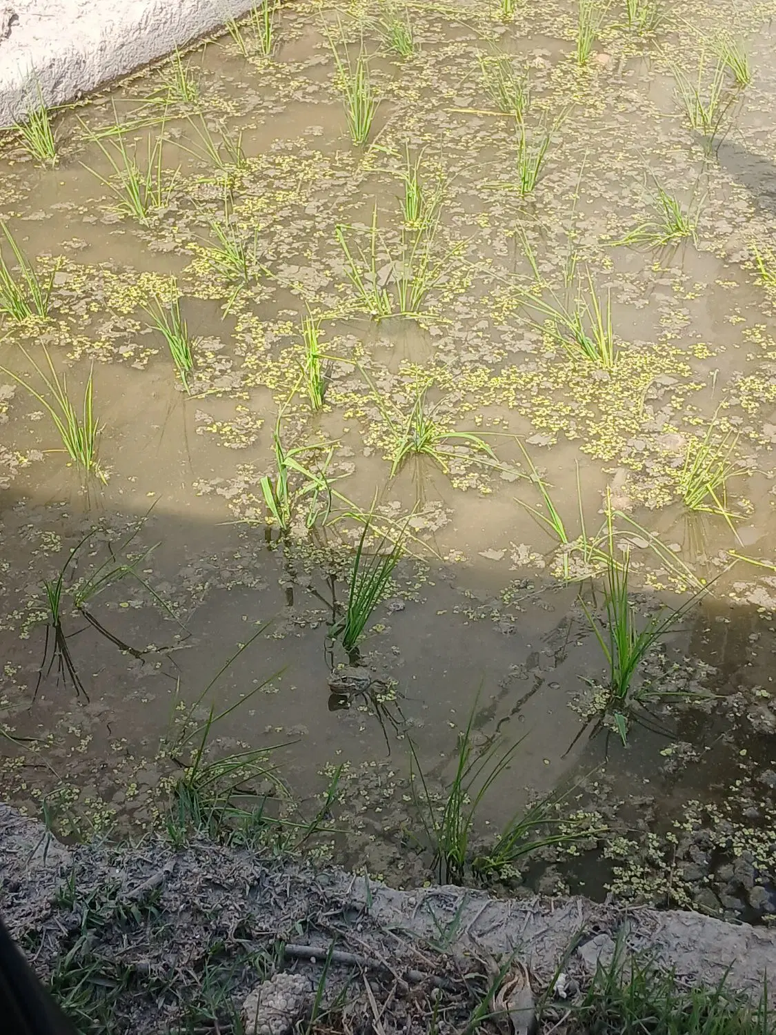زمین باغی