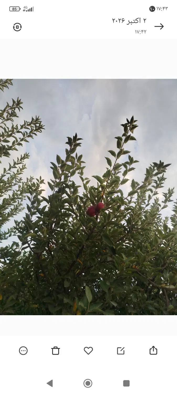 باغچه در عسگرآباد