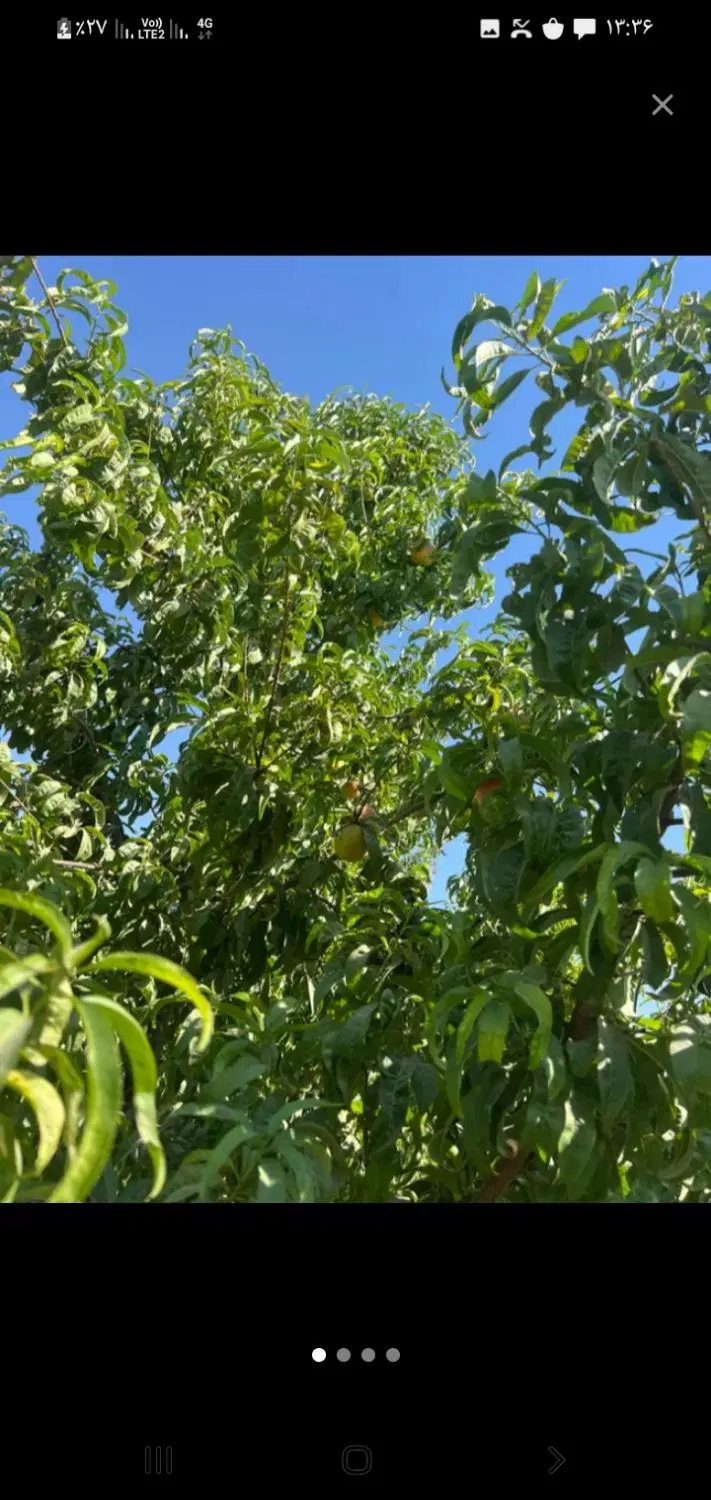 زمین باغی در شمال