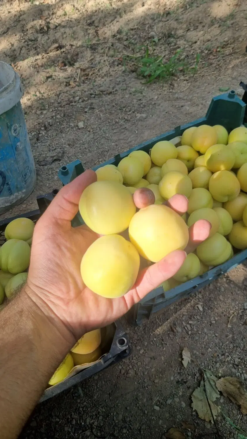 باغ ۹۰۰ متری گلدشت درخت ۱۵ ساله