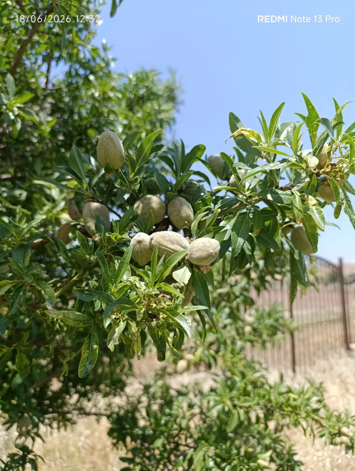 فروش باغ