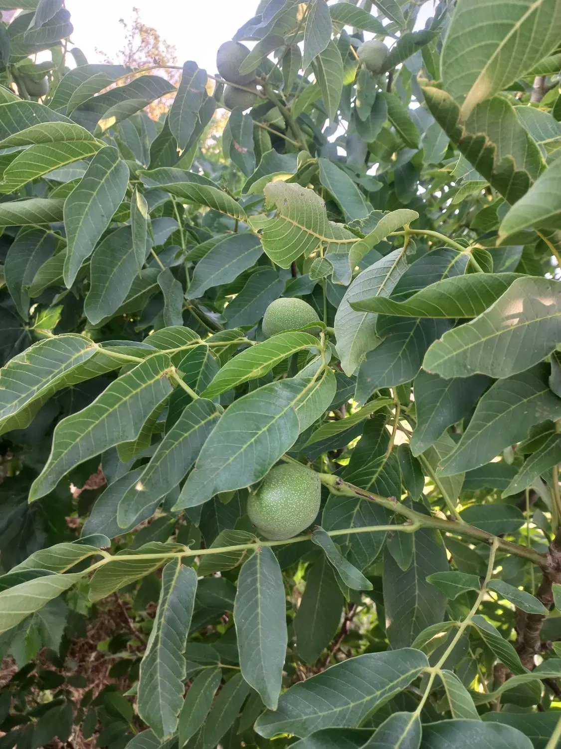 باغ انگور