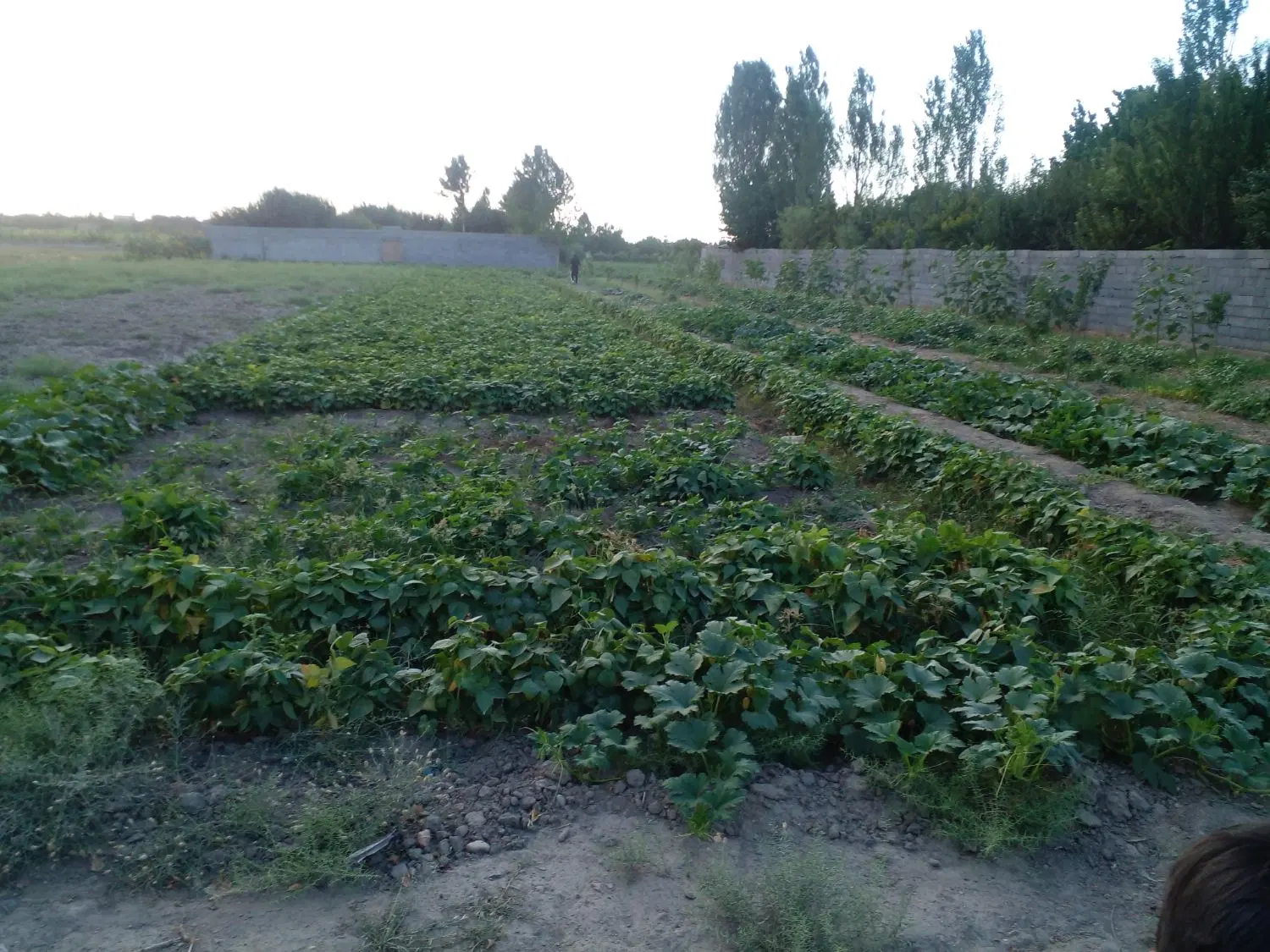 زمین دوهزارمتری.