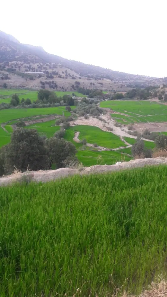 فروش زمین مورد راز علیا دست اول از مالک
