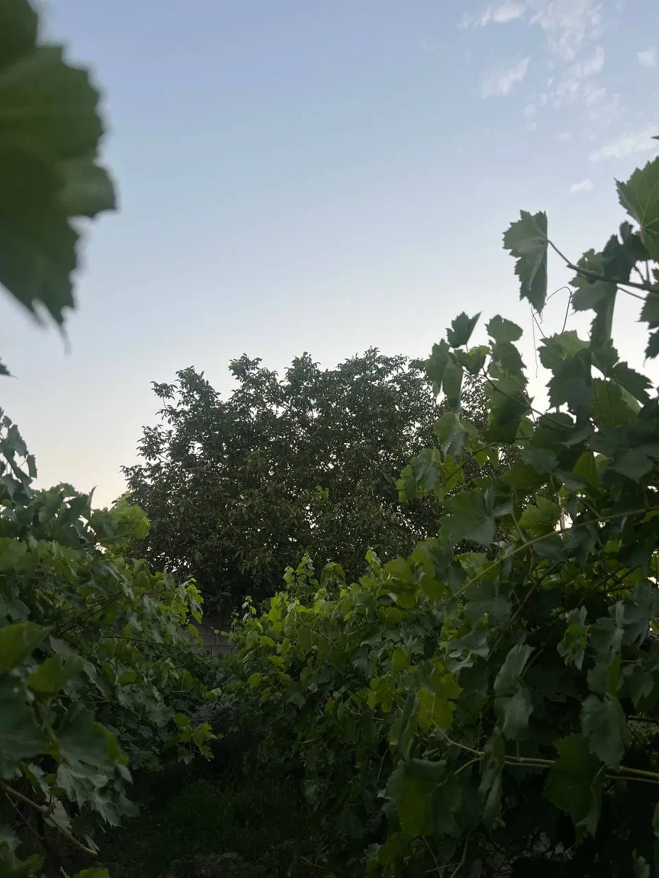 زمین باغ رویستای گلپاشین امام زاده