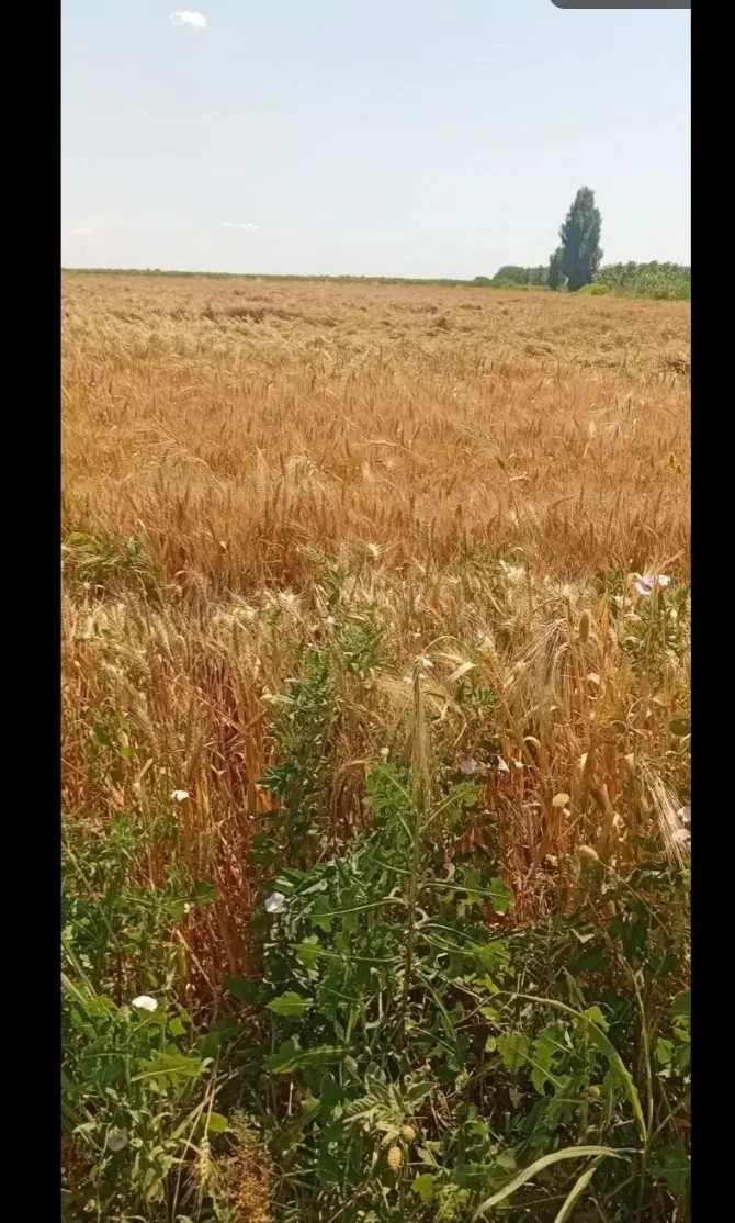 زمین ۶ هکتاری جاده ورامین چرمشهر
