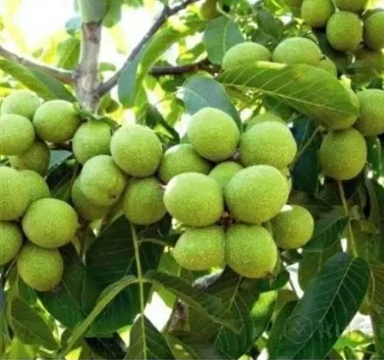 زمین کشاورزی