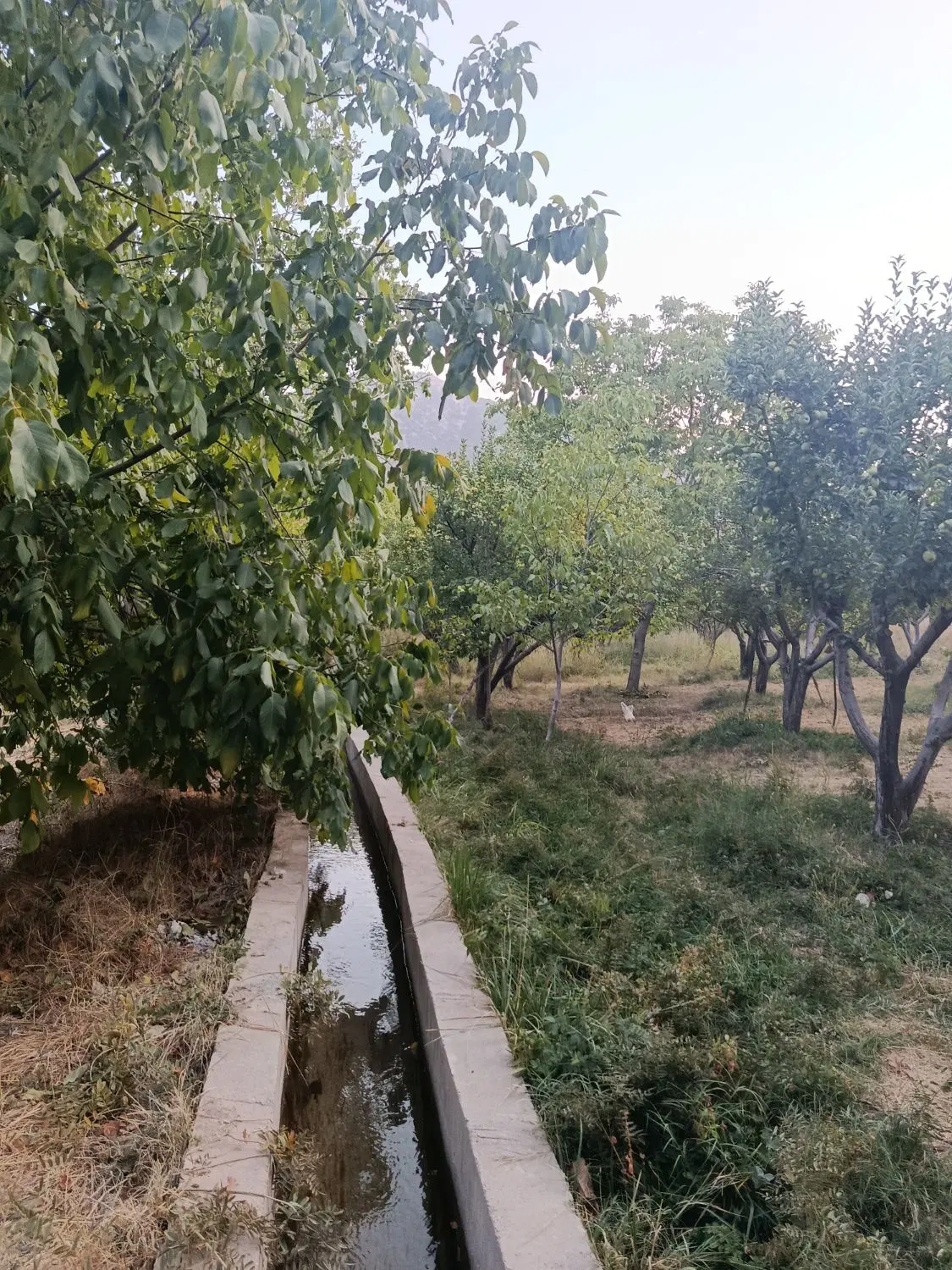 فروش باغ ثمری