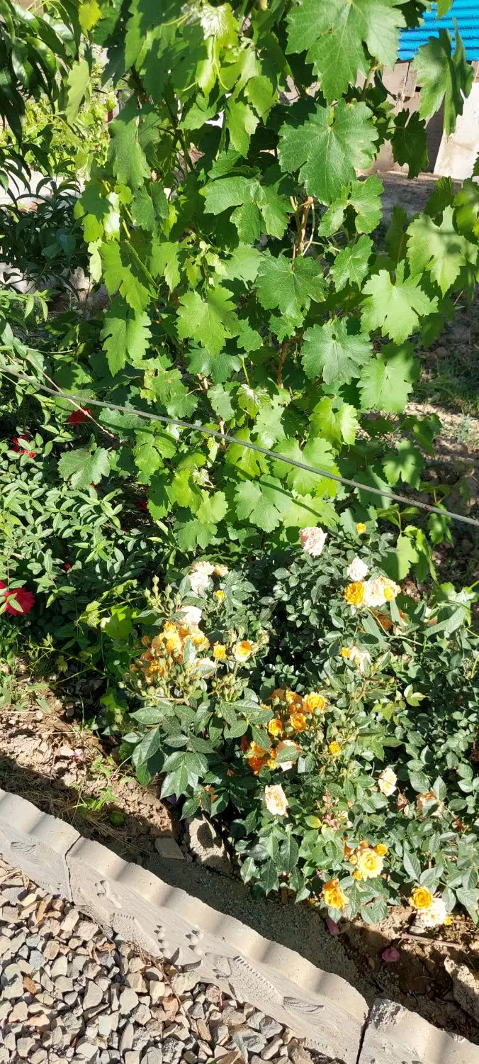 630 متر باغچه در پلایین
