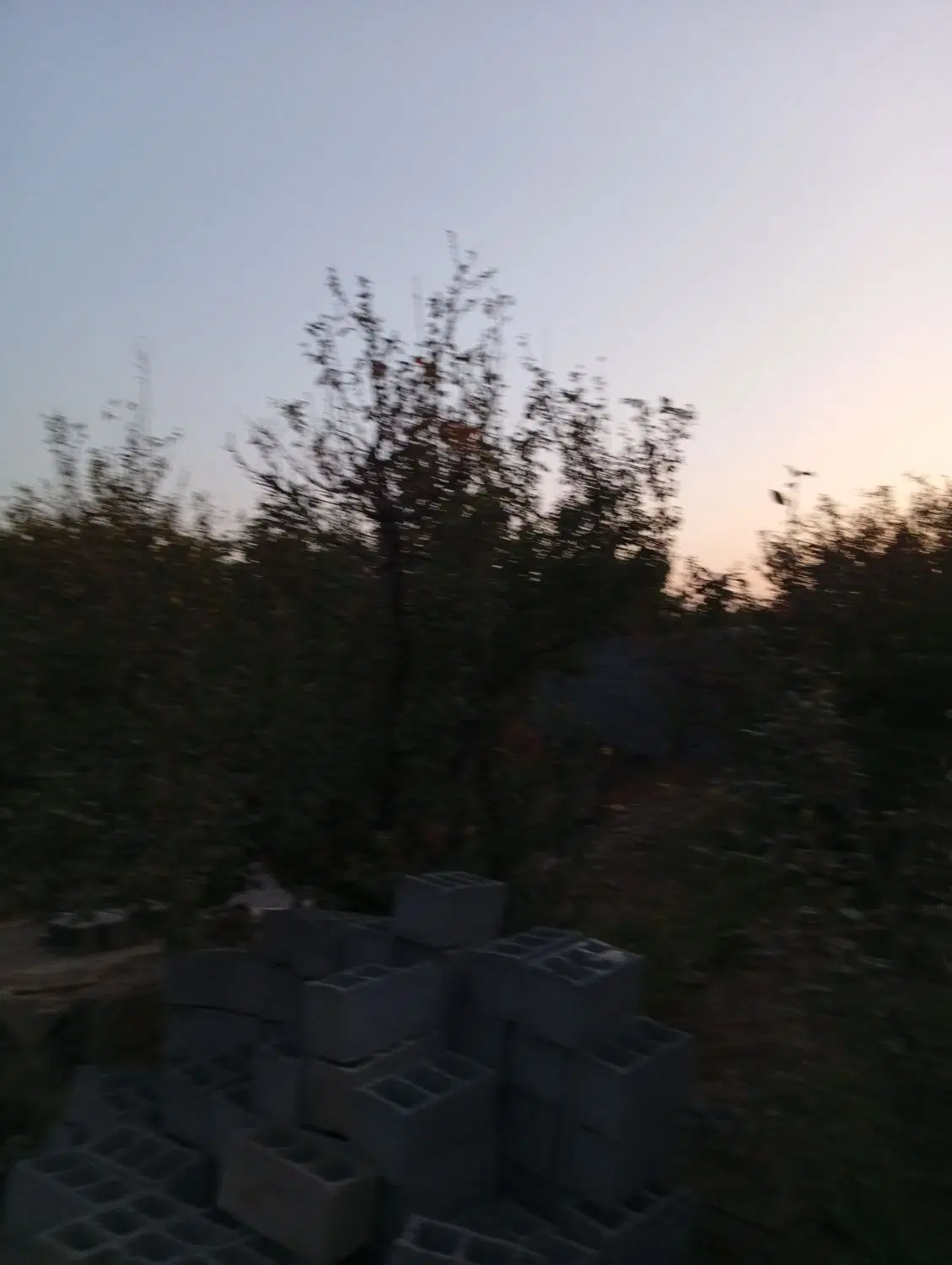 باغ