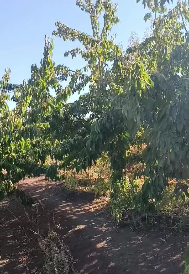 باغستان روستای الولک