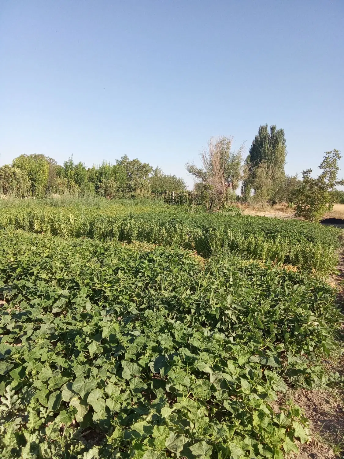 باغچه فروشی یا معاوضه با خانه