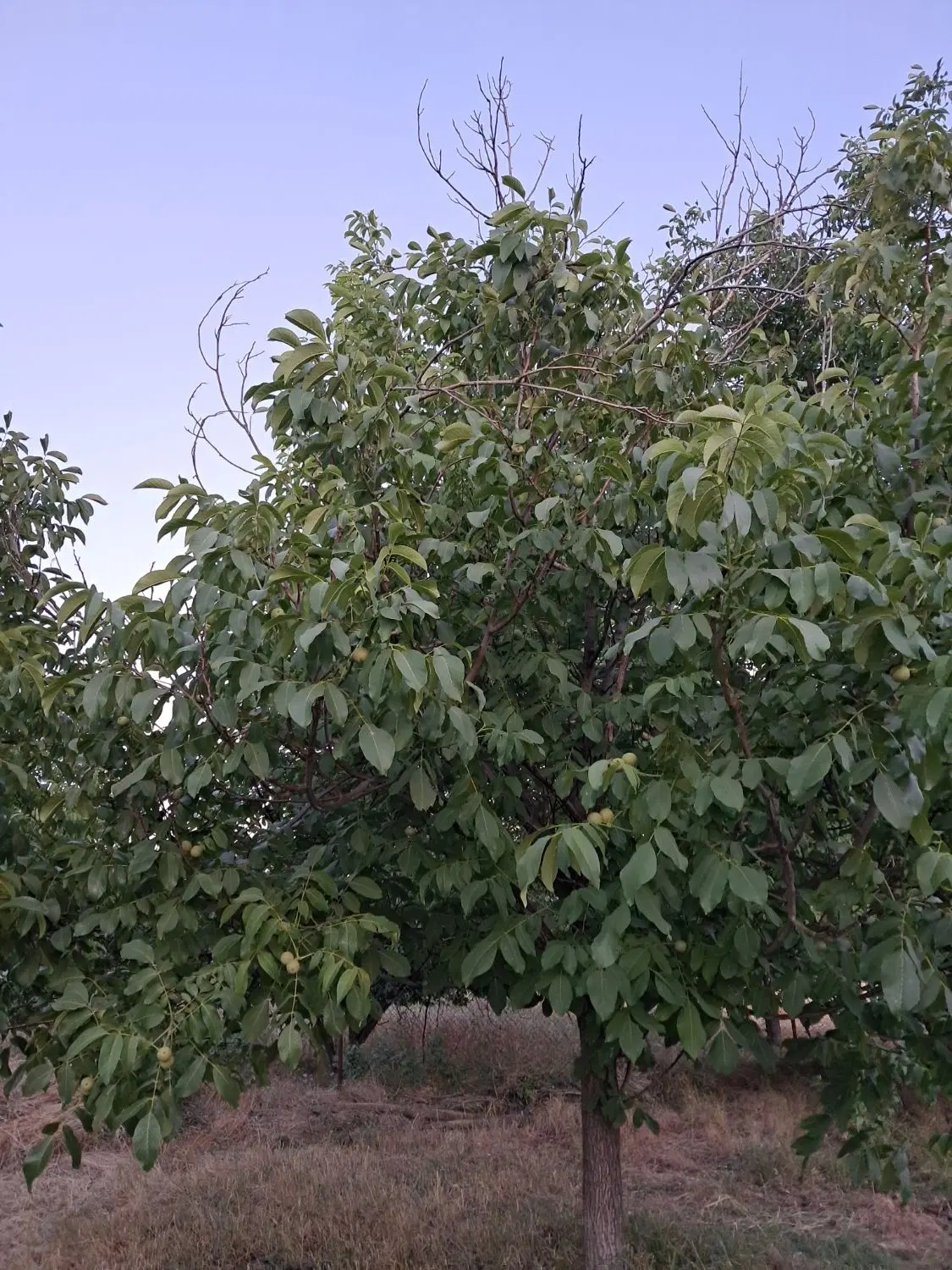 باغ