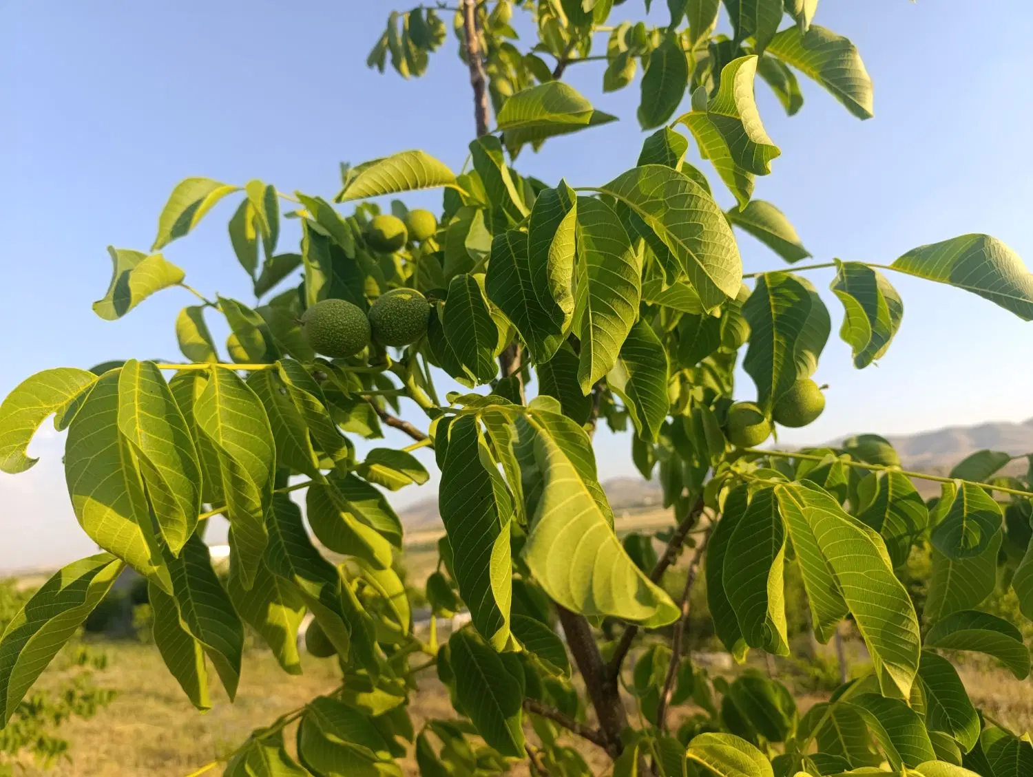 باغ ۹سال اماده بهر برداری کپشن بخون
