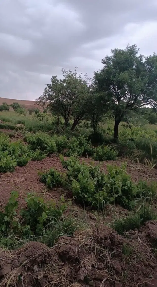 باغ سند دار