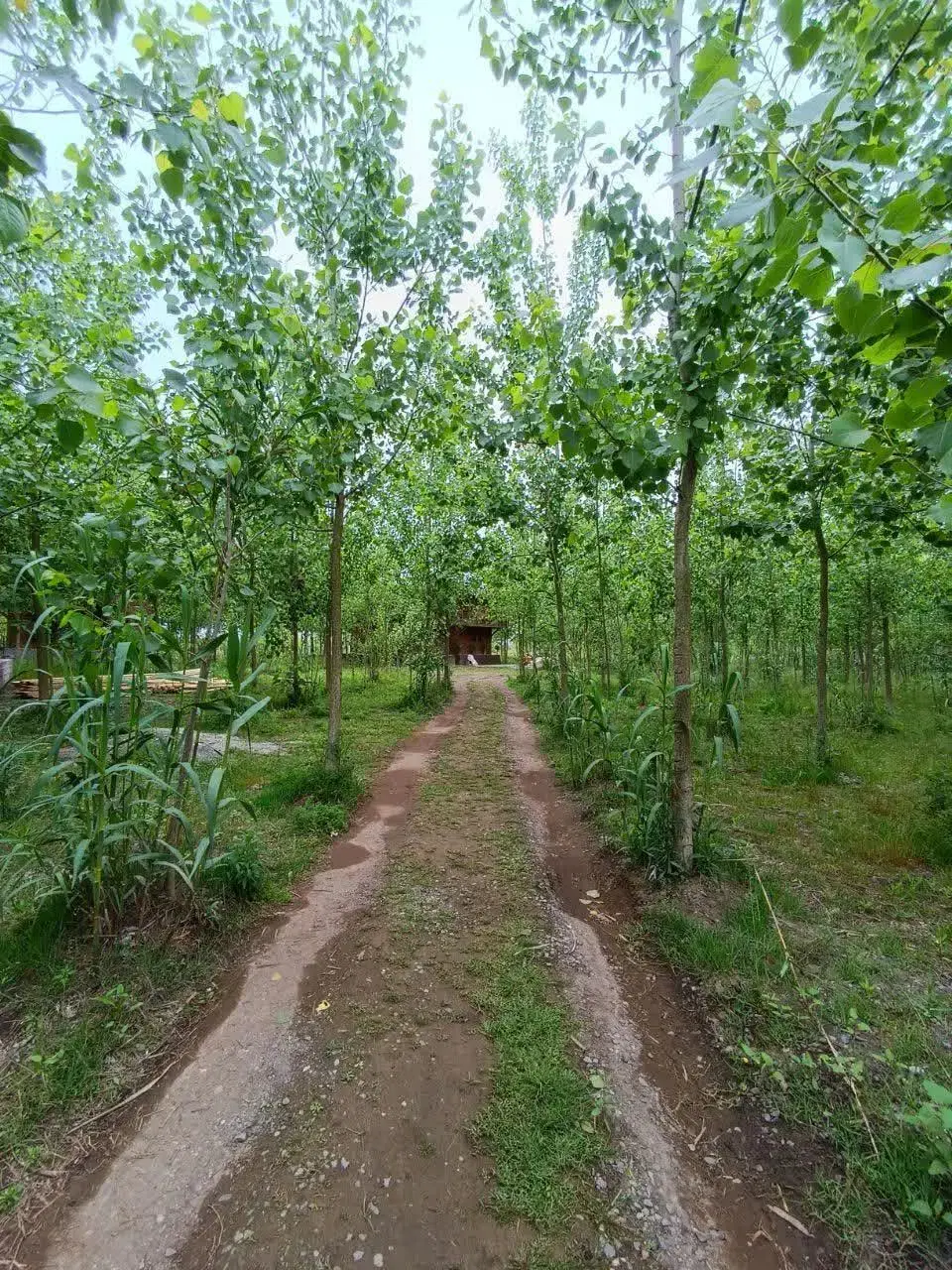 ویلاهای جنگلی با طراحی مدرن و منظره فوق العاده