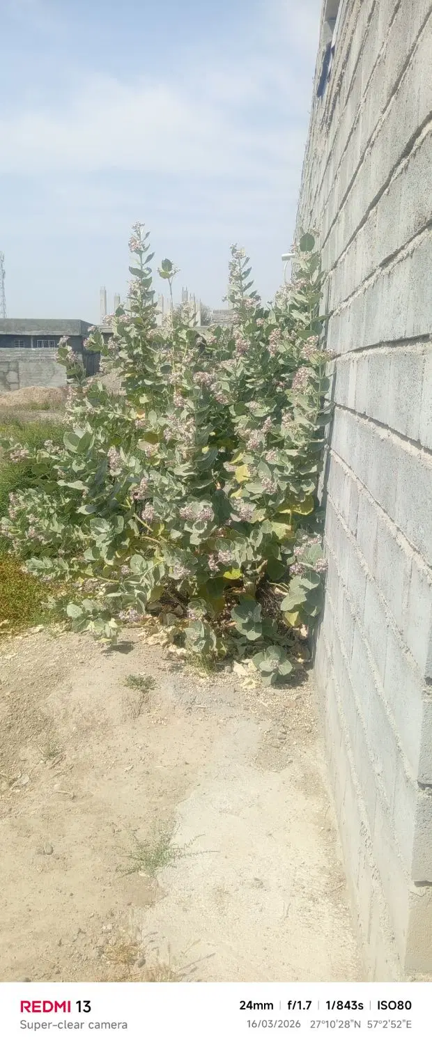زمین مسکونی