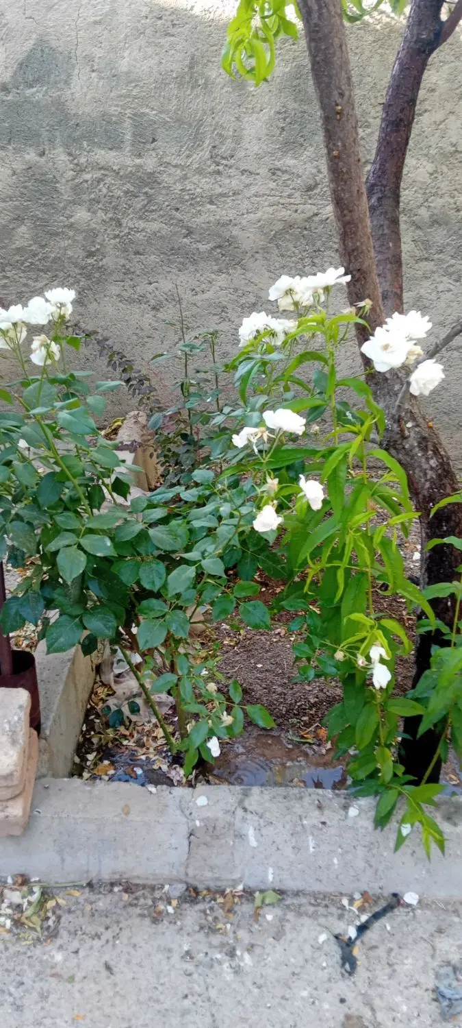 خانه روستای سیاه بید