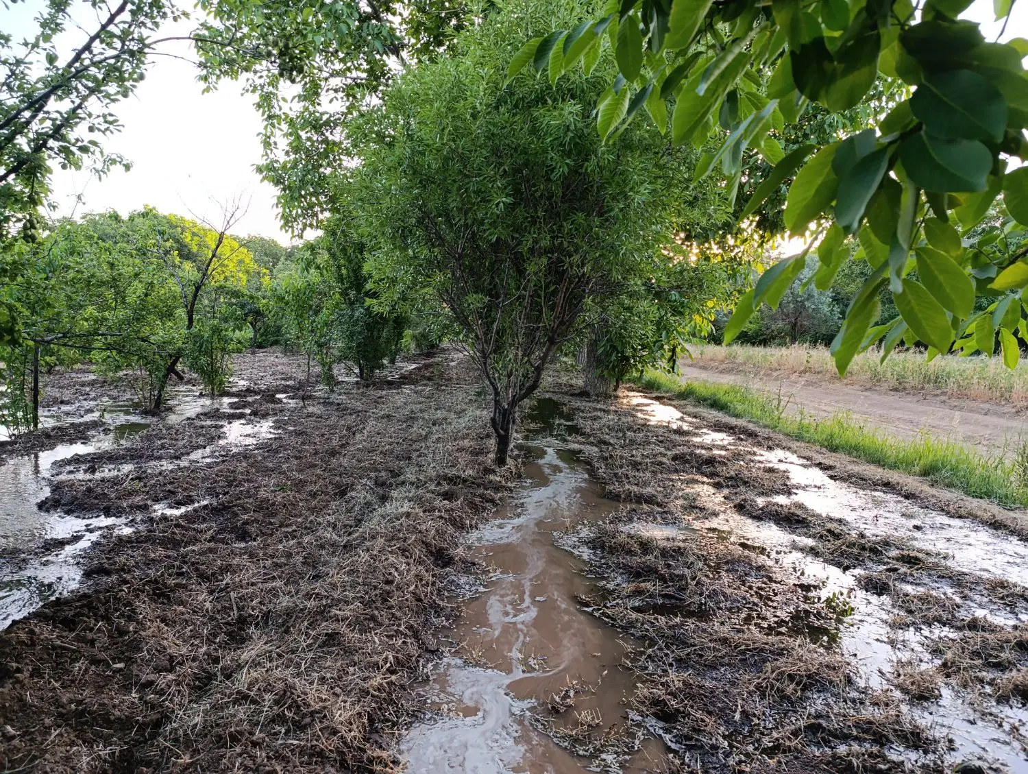 باغ در موقعیت خوب و منطقه خوش آب و هوای خلجستان