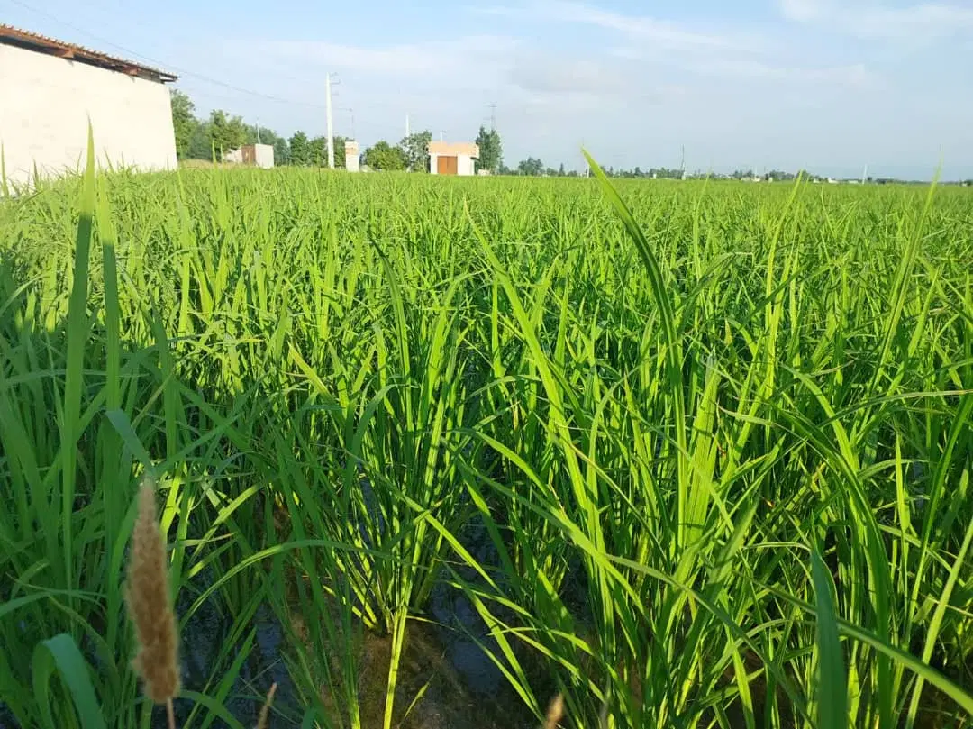 اجاره مسکونی(کشاورزی)