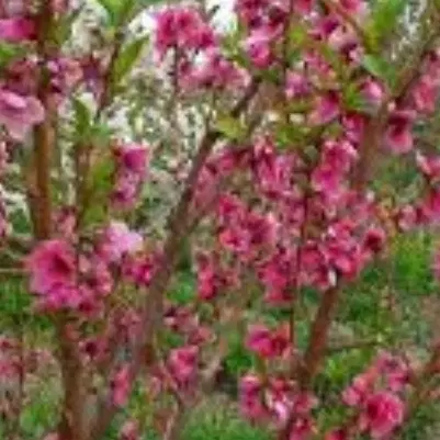 زمین باغی ماهان