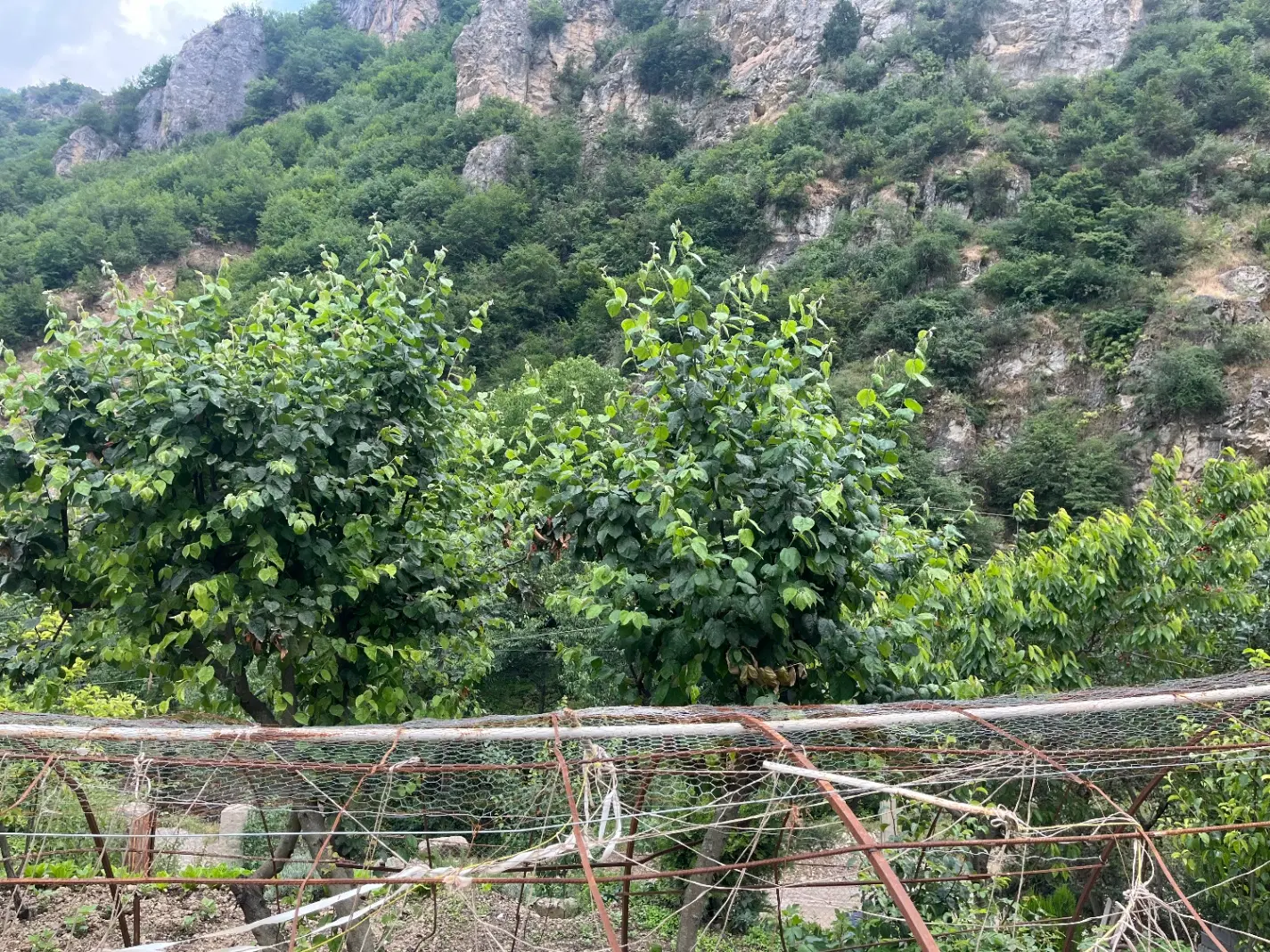 فروش‌مرغداری‌_بالاخط_جنگلی