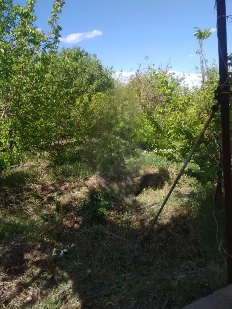 باغ بسیار سرسبز زوریان