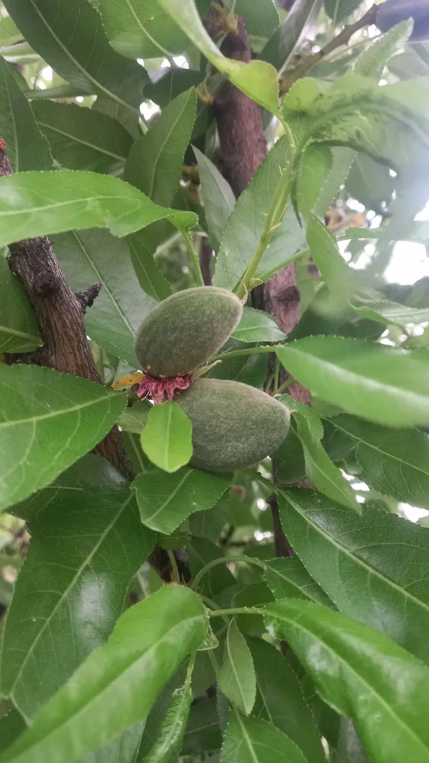 زمین و باغ انگوری واقع در روستای بردج