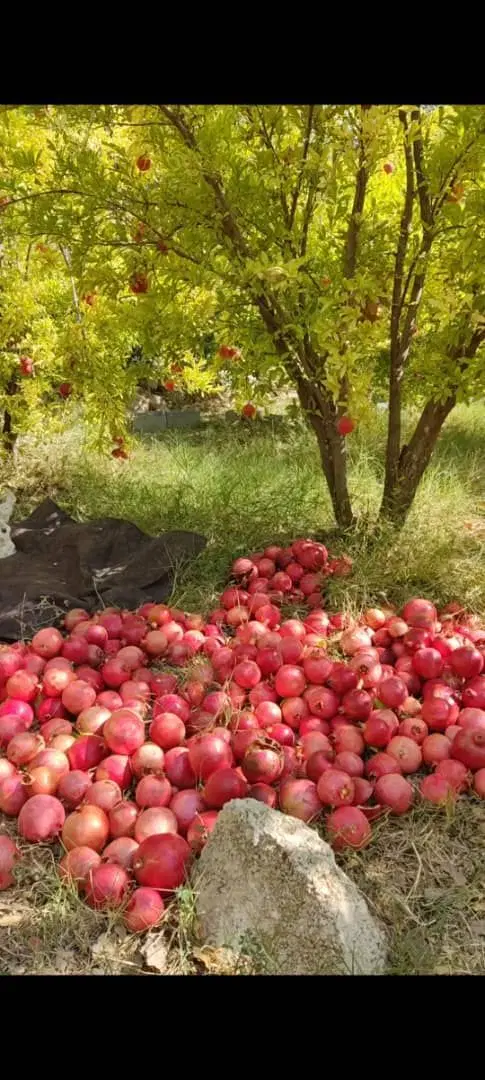 فروش باغ انار روستا زیبای کوشک