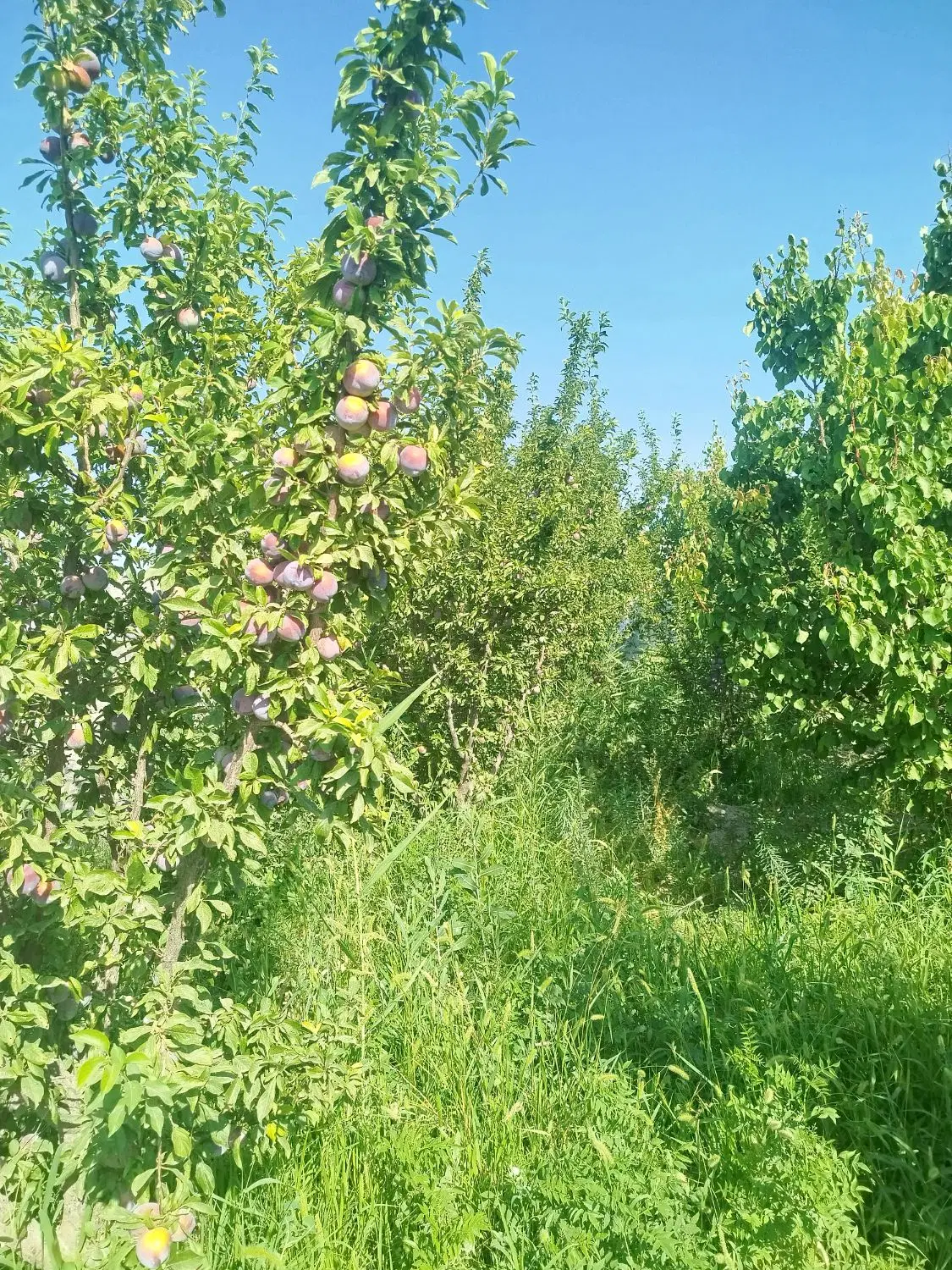 فروش باغچه الوان
