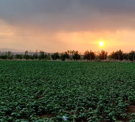 زمین مناسب باغ