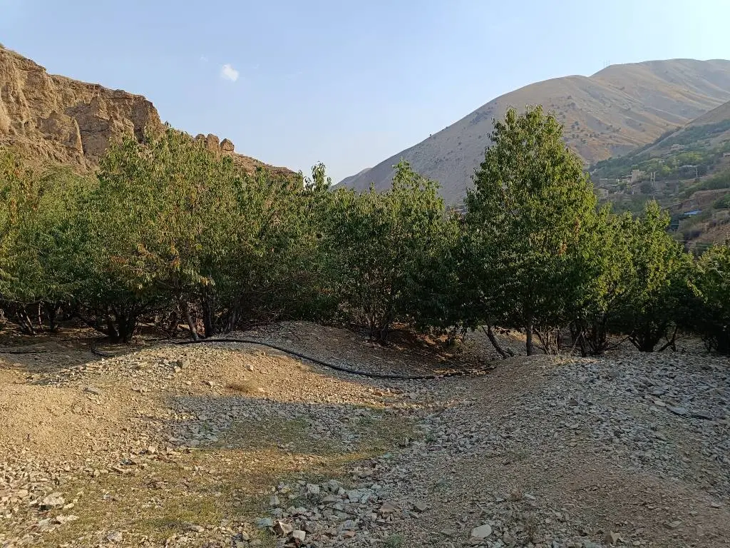 فروش و معاوضه (باغ گیلاس،زمین)در محیط آرام و زیبا