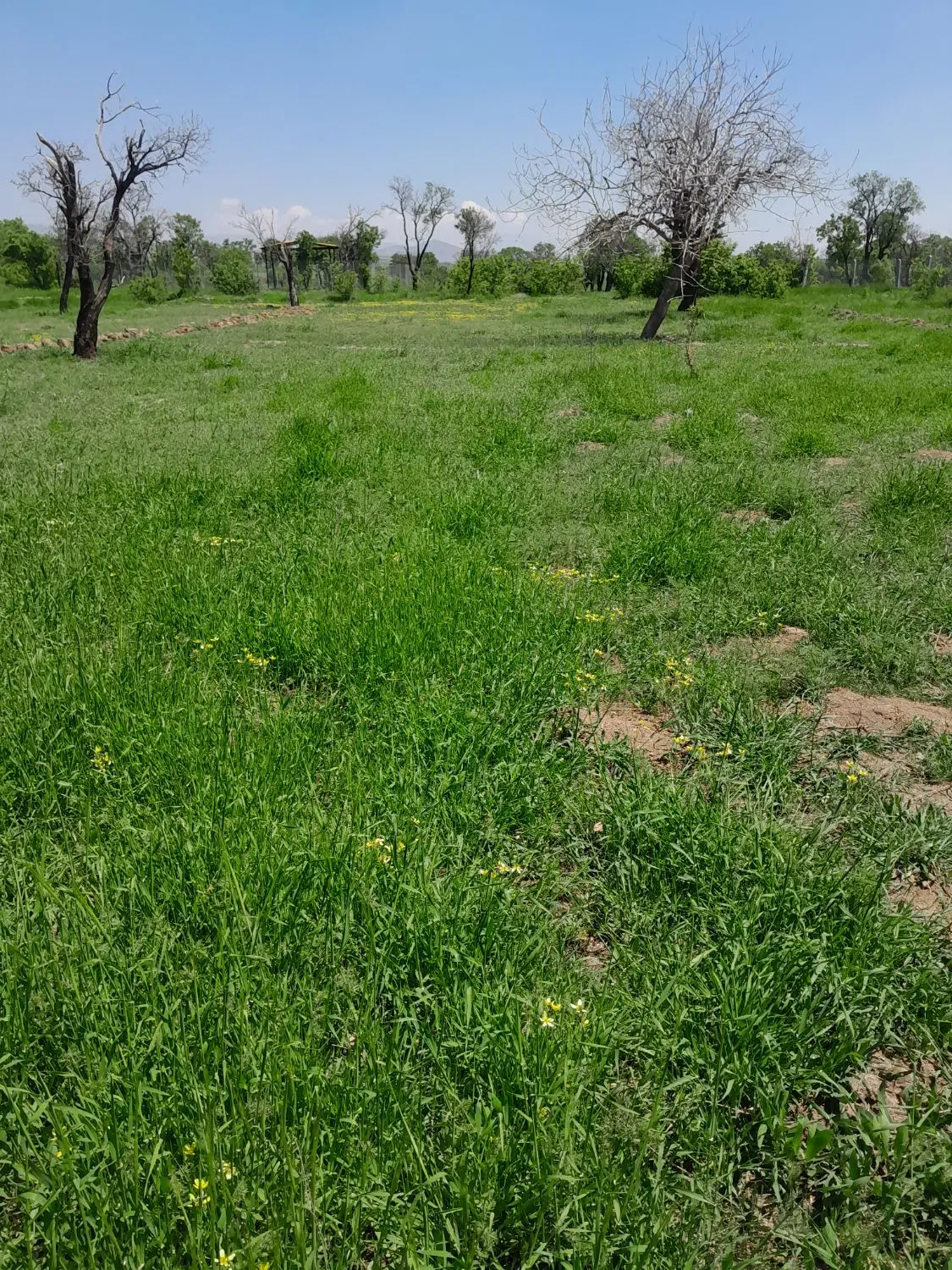 زمین مسکونی