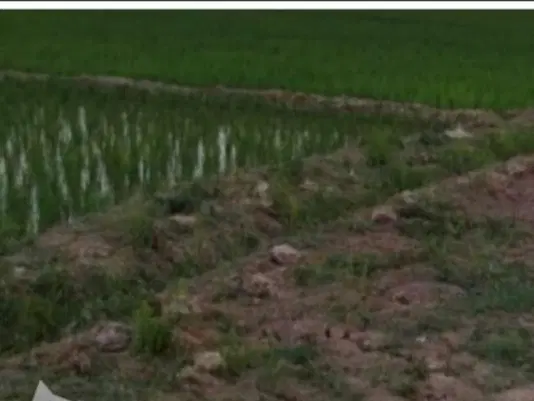 زمین کشاورزی