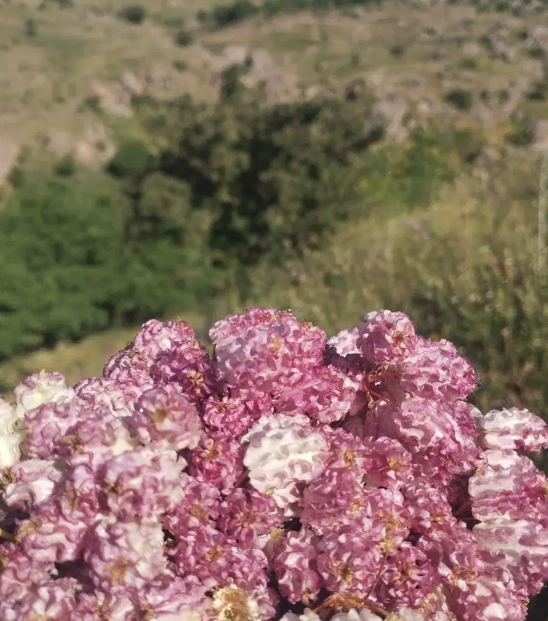 باغ گردوی شما را به صورت توافقی یا نصف نصف