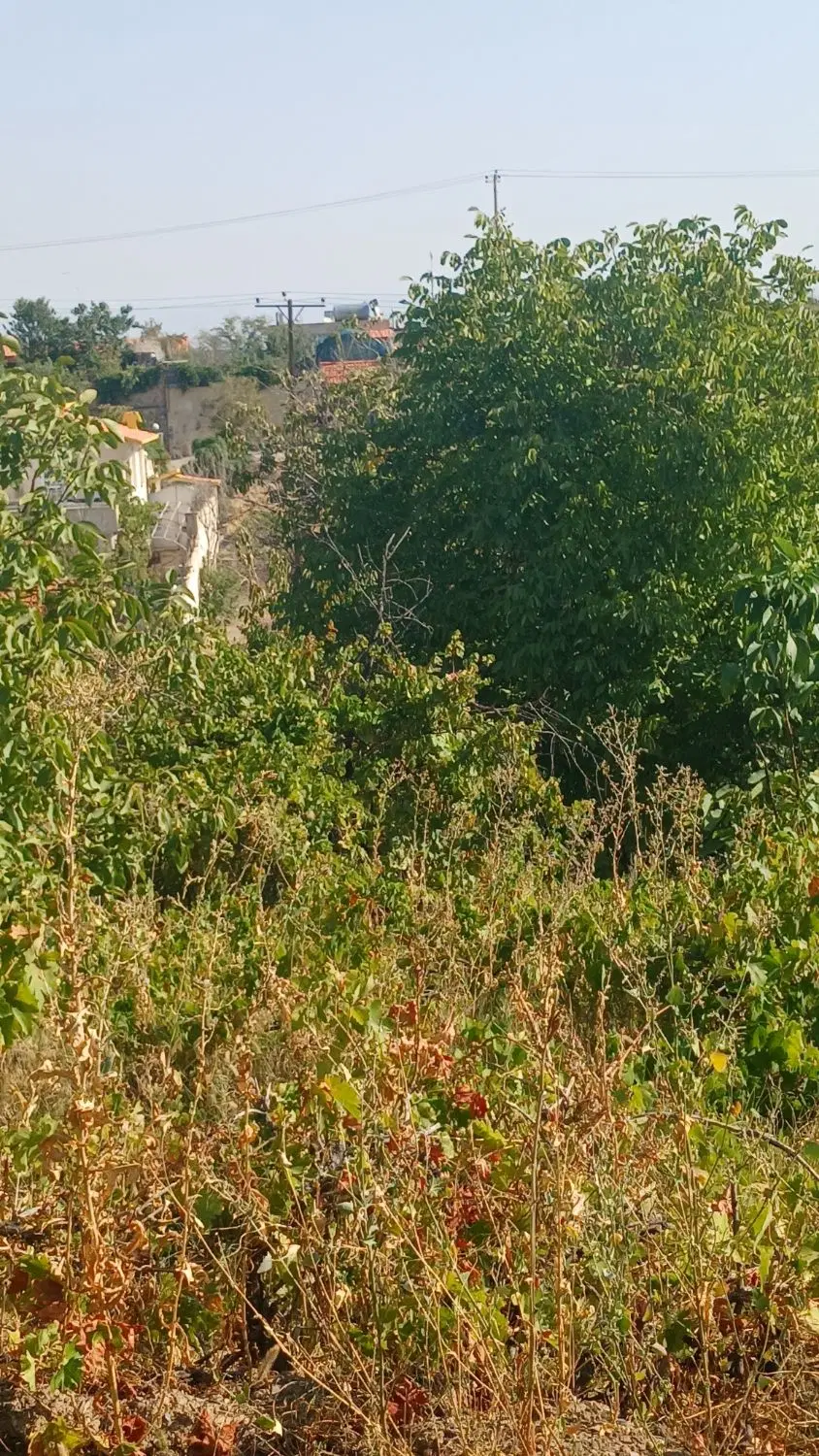 باغ میوه گلمکان