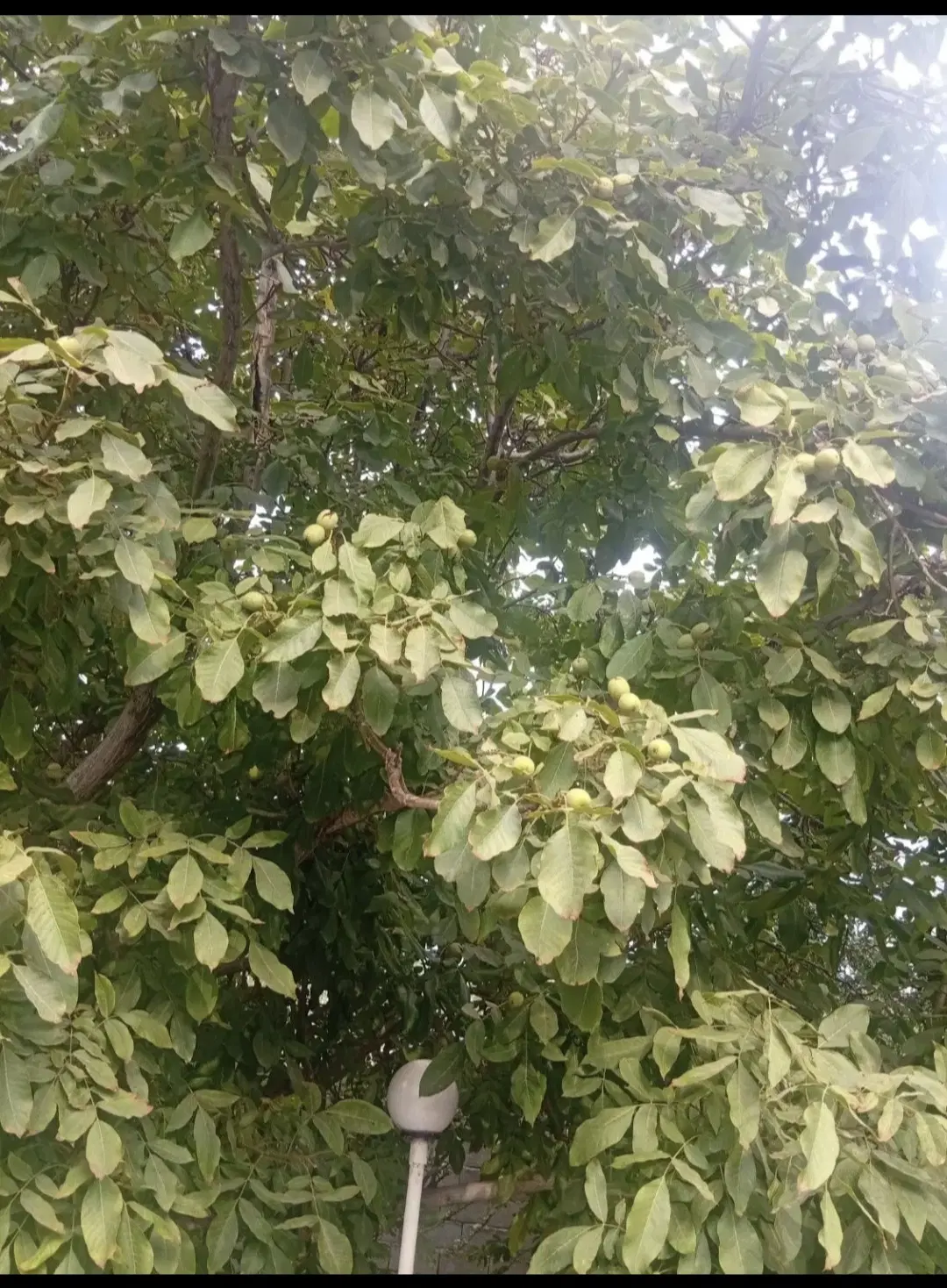 اجاره باغ گردو